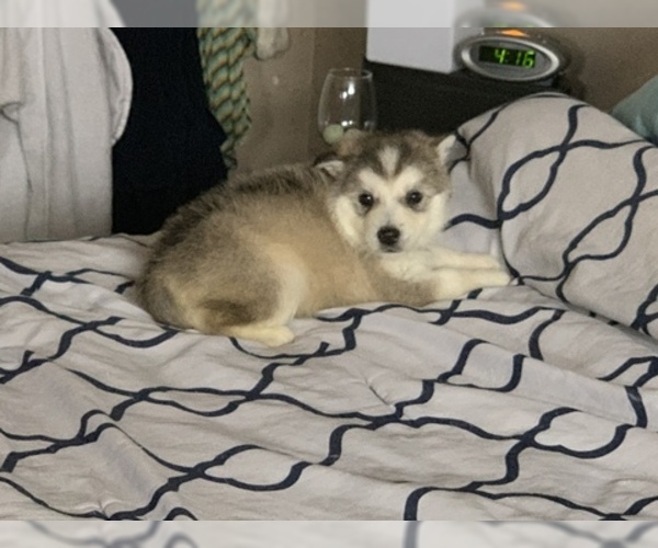 Medium Photo #3 Alaskan Malamute Puppy For Sale in HERRIMAN, UT, USA