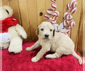 Goldendoodle Puppy for Sale in TRENTON, Missouri USA