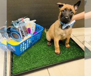 Belgian Malinois Puppy for sale in HOLLISTER, CA, USA