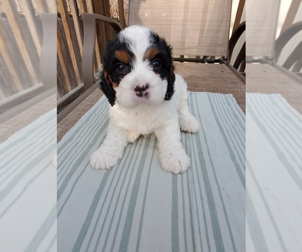 Medium Photo #11 Cavapoo Puppy For Sale in SUMMERVILLE, SC, USA