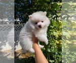 Small Photo #1 Pomeranian Puppy For Sale in CITRUS HEIGHTS, CA, USA