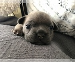 Small Photo #1 French Bulldog Puppy For Sale in HAMILTON, MI, USA
