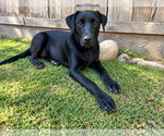 Small #2 Labrador Retriever