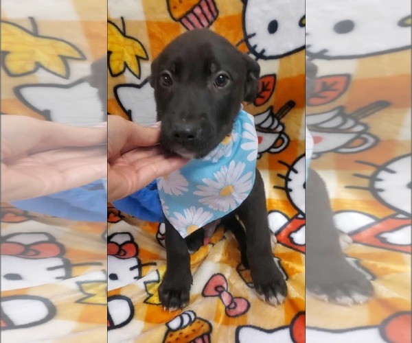 Medium Photo #3 Labrador Retriever-Unknown Mix Puppy For Sale in SHERBURNE, NY, USA