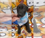 Small #2 Labrador Retriever Mix
