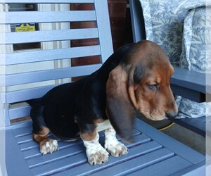 Basset Hound Puppy for sale in CANTON, GA, USA