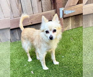 Buttercup - Female Chiranian Dog for Adoption - Photo #5