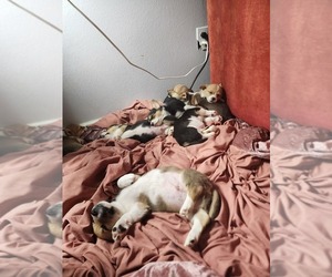 Pembroke Welsh Corgi Puppy for sale in WINDSOR, CO, USA