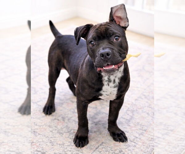 Medium Photo #2 American Pit Bull Terrier Puppy For Sale in Westminster, MA, USA