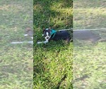 Small Photo #1 Boston Terrier Puppy For Sale in BRYANT, AL, USA