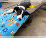 Small #4 Border Collie-Boxer Mix