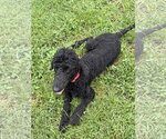 Dolly Parton - Female Poodle (Standard)-Unknown Mix Dog for Adoption - Small photo