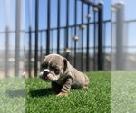 Small #17 English Bulldog