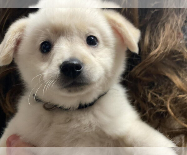 Medium Photo #1 Unknown-pomeranian spitz Mix Puppy For Sale in Lewistown, PA, USA