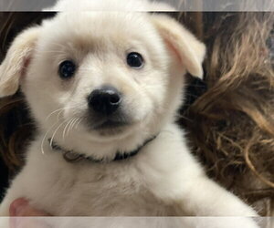 Unknown-pomeranian spitz Mix Dogs for adoption in Lewistown, PA, USA