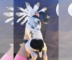 Small #1 German Shorthaired Pointer