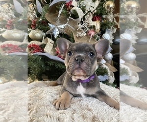 French Bulldog Puppy for sale in HEMET, CA, USA