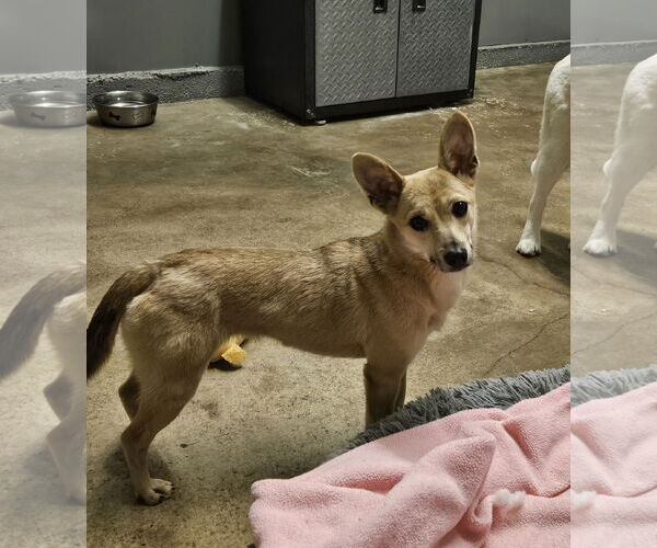 Medium Photo #2 Chiweenie Puppy For Sale in Agoura Hills, CA, USA