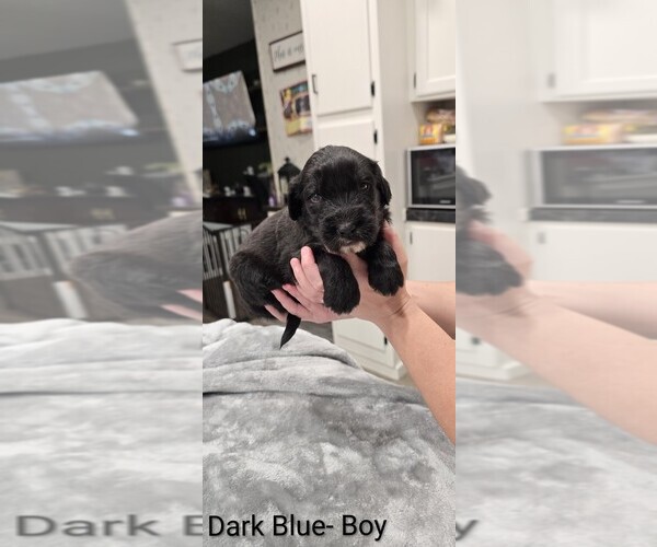 Medium Photo #2 Aussiedoodle Puppy For Sale in BOONEVILLE, AR, USA