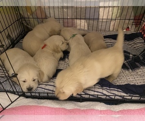 English Cream Golden Retriever Puppy for sale in NAVARRE, FL, USA