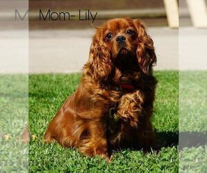 Mother of the Cavalier King Charles Spaniel puppies born on 05/04/2020