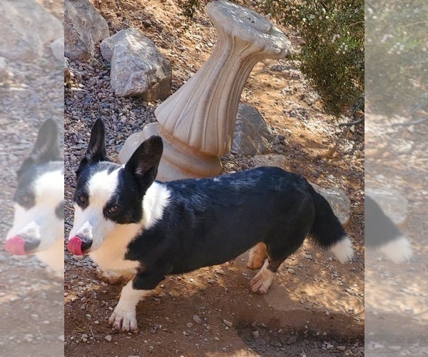Medium Photo #1 Cardigan Welsh Corgi-Pembroke Welsh Corgi Mix Puppy For Sale in TUCSON, AZ, USA