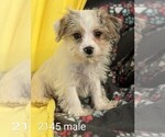 Small Photo #6 Poodle (Toy)-Yorkshire Terrier Mix Puppy For Sale in CLARE, IL, USA