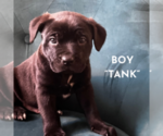 Puppy 3 American Pit Bull Terrier-German Shepherd Dog Mix