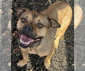 Bulldog-Unknown Mix Dogs for adoption in Redlands, CA, USA