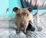 Small #2 American Pit Bull Terrier-Staffordshire Bull Terrier Mix
