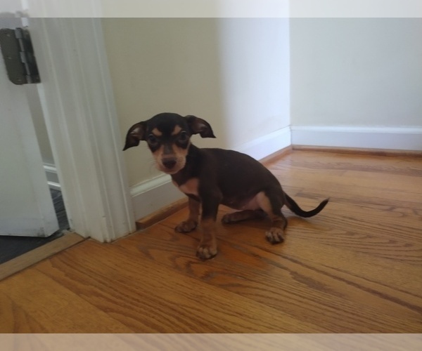 Medium Photo #8 Chiweenie Puppy For Sale in CANTON, GA, USA
