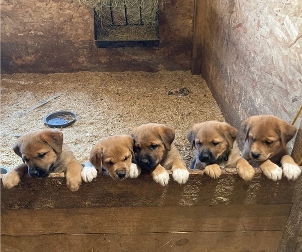 Medium Photo #5 Great Pyrenees-Rottweiler Mix Puppy For Sale in DEARY, ID, USA