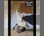 Kenzie - Female Havanese Puppy for Sale - Photo #2