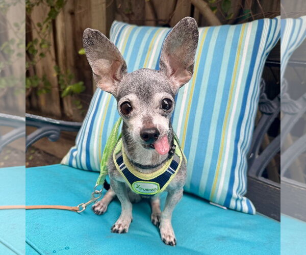 Medium Photo #1 Chihuahua-Unknown Mix Puppy For Sale in Santa Clara, CA, USA
