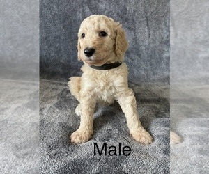 Cavapoo Puppy for sale in HUNTINGTON, WV, USA
