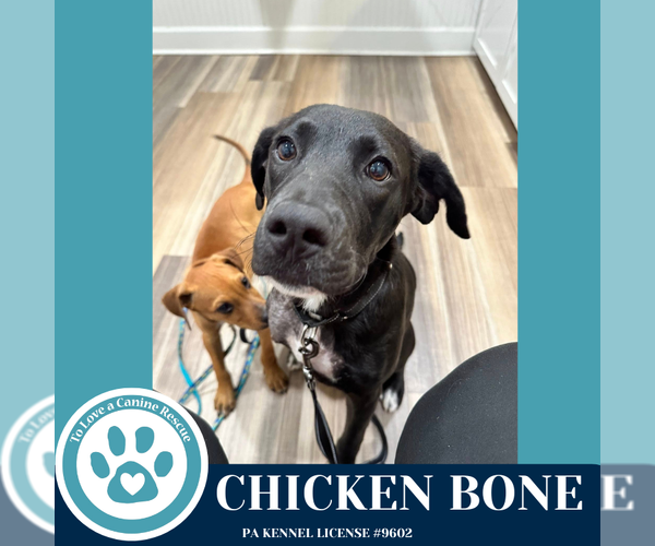 Medium Photo #5 Labrador Retriever-Unknown Mix Puppy For Sale in Kimberton, PA, USA