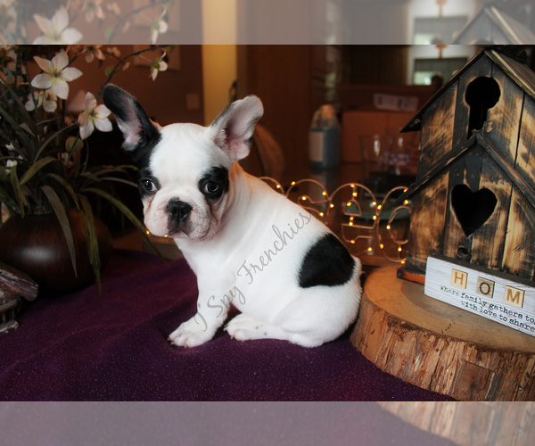 Medium Photo #7 French Bulldog Puppy For Sale in NEW SMYRNA, FL, USA