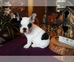 Small #6 French Bulldog