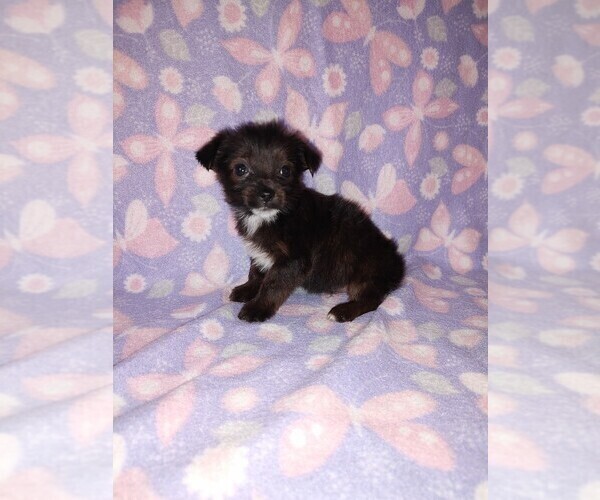 Medium Photo #7 YorkiePoo Puppy For Sale in LAPEER, MI, USA