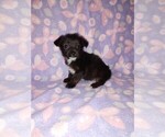 Small #6 YorkiePoo