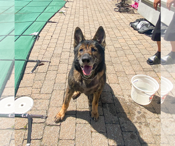 Medium Photo #1 German Shepherd Dog Puppy For Sale in Millburn, NJ, USA
