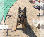 Small German Shepherd Dog