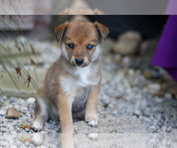 Medium Photo #1 Pomsky Puppy For Sale in GOSHEN, IN, USA