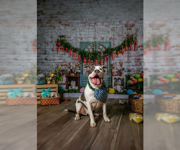 Medium Photo #3 Staffordshire Bull Terrier Puppy For Sale in Garner, NC, USA