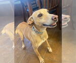 Small Greyhound-Labrador Retriever Mix