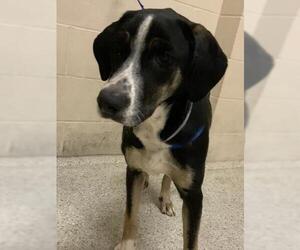 Labrador Retriever-Unknown Mix Dogs for adoption in Conroe, TX, USA