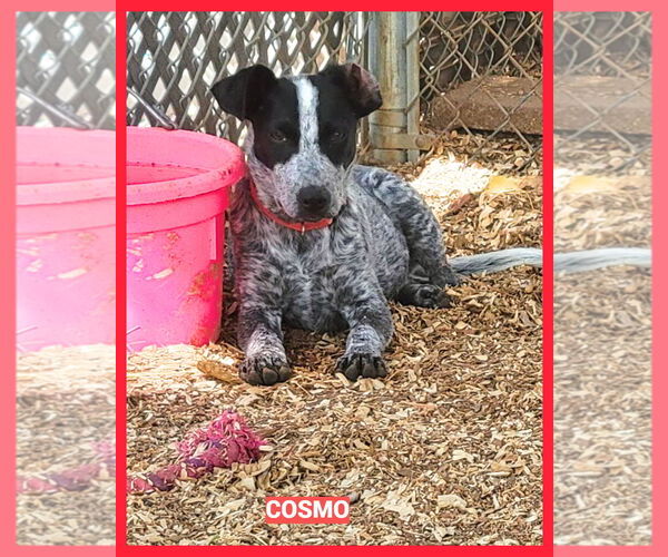 Medium Photo #3 Mutt Puppy For Sale in Granbury, TX, USA