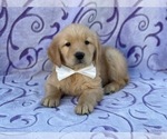 Small Golden Retriever