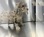Small Photo #15 Labradoodle Puppy For Sale in PINEVILLE, LA, USA