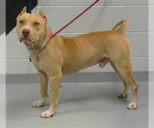 American Pit Bull Terrier Dogs for adoption in St. Cloud, FL, USA